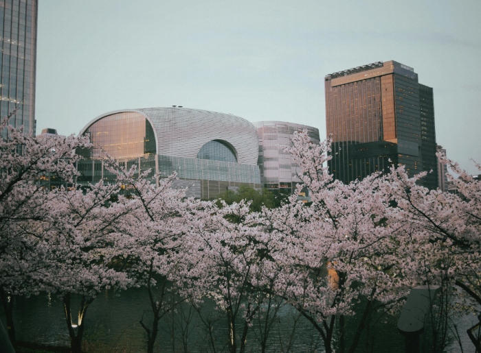 Cherry blossom in South Korea