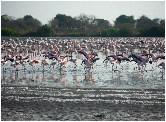 Thane Creek Flamingo Sanctuary Guide 1 Flamingos in Mumbai