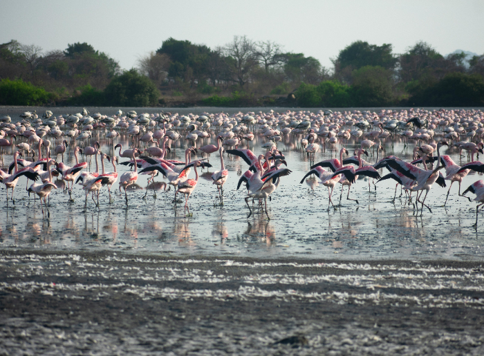 Flamingos in Mumbai