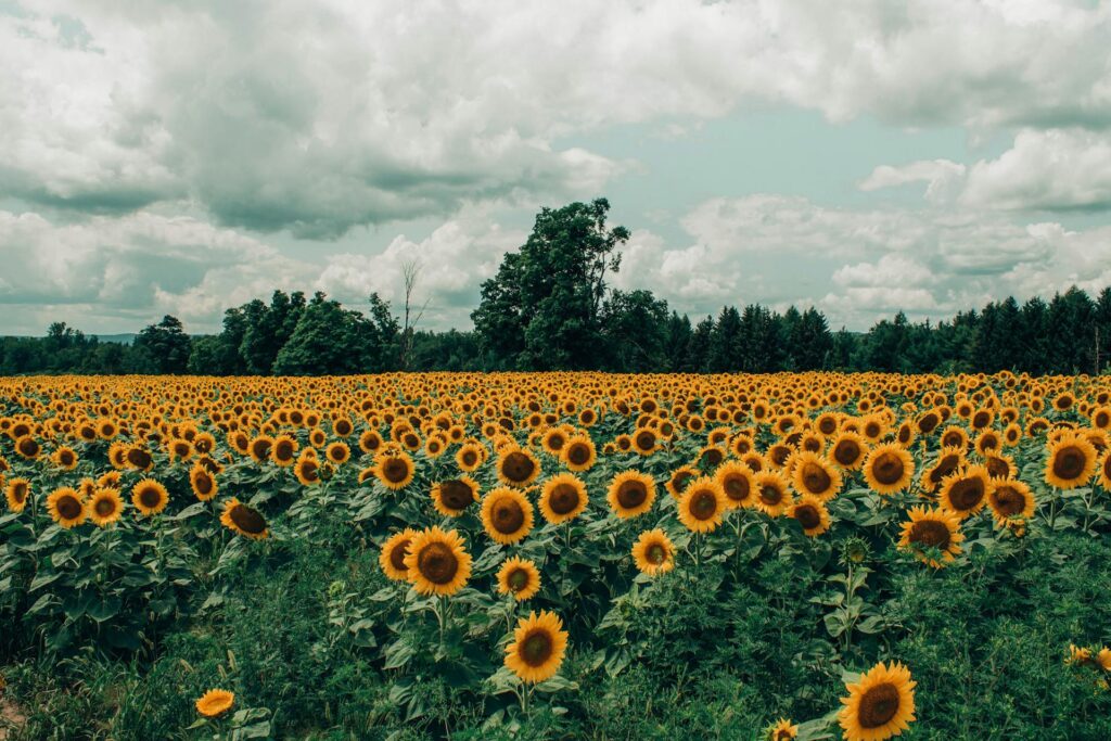 Sunflower Fields In India 