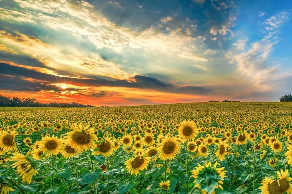 Sunflower Fields In India 