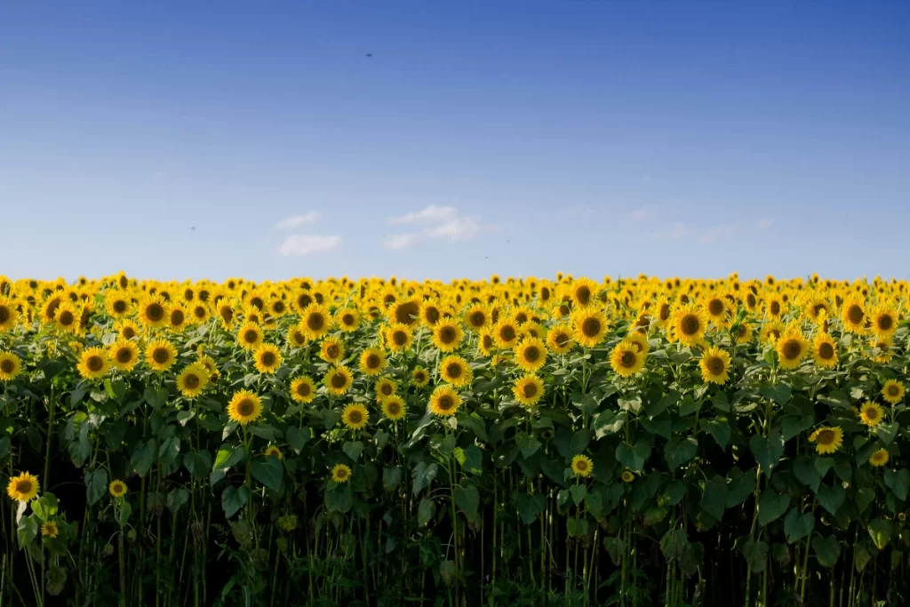 Sunflower Fields In India 