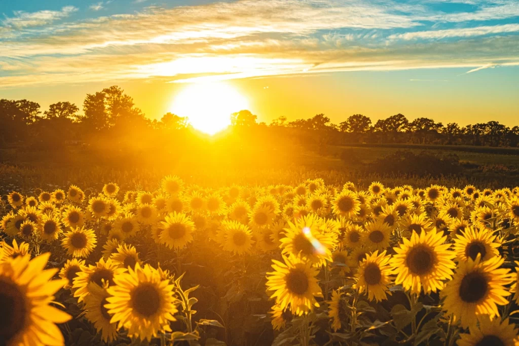 Sunflower Fields In India 