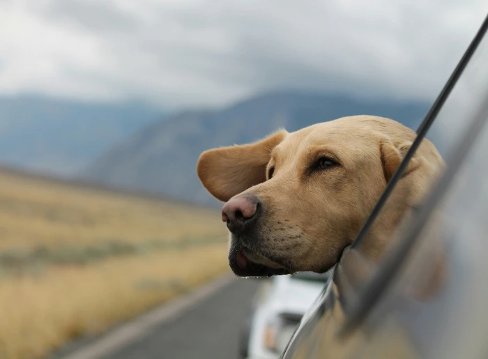 Pets in cars