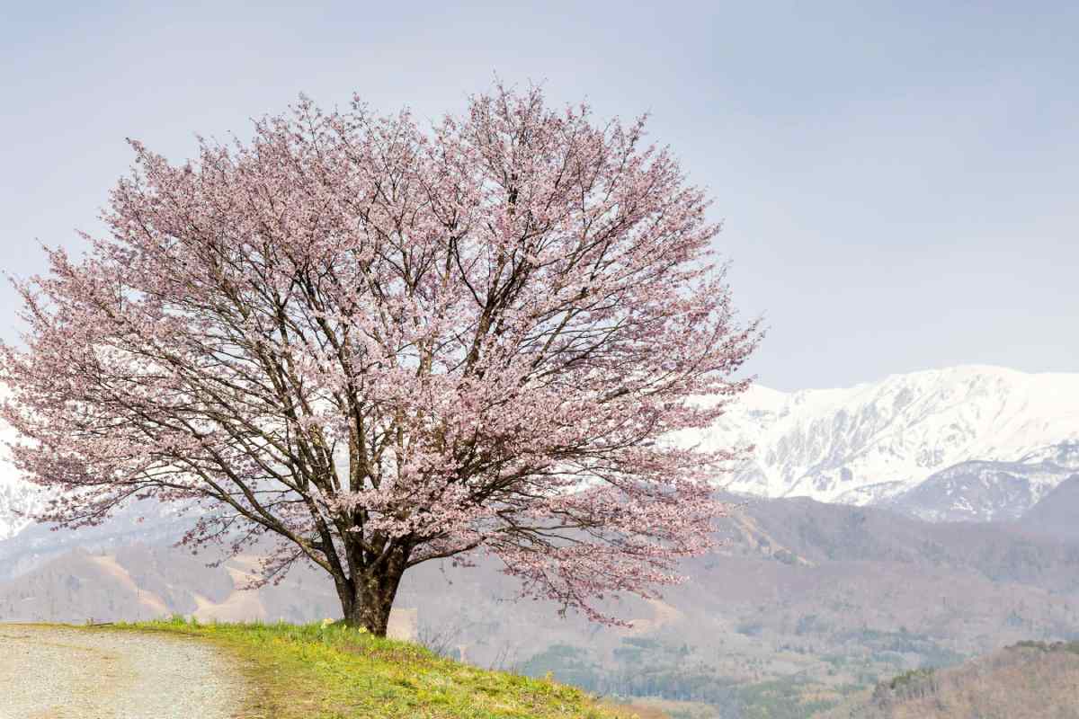 golden apricot festival