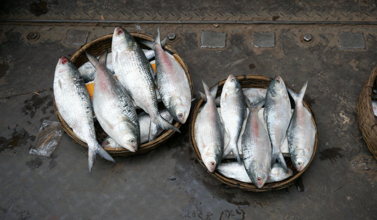 Sundarban Ilish Utsav 2025 – Celebrate The Hilsa Festival (1)