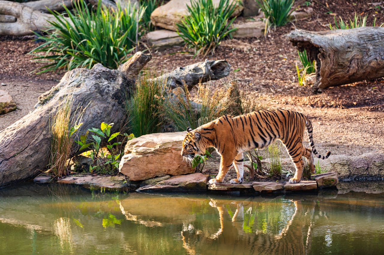 Jungle Safari