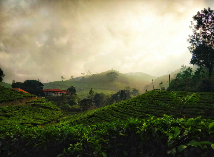 Munnar Monsoon Guide