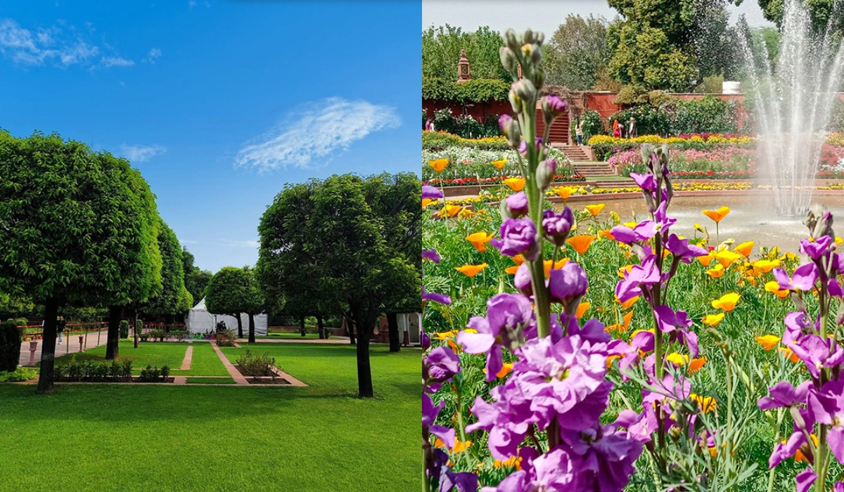 Amrit Udyan Summer Annuals 2025