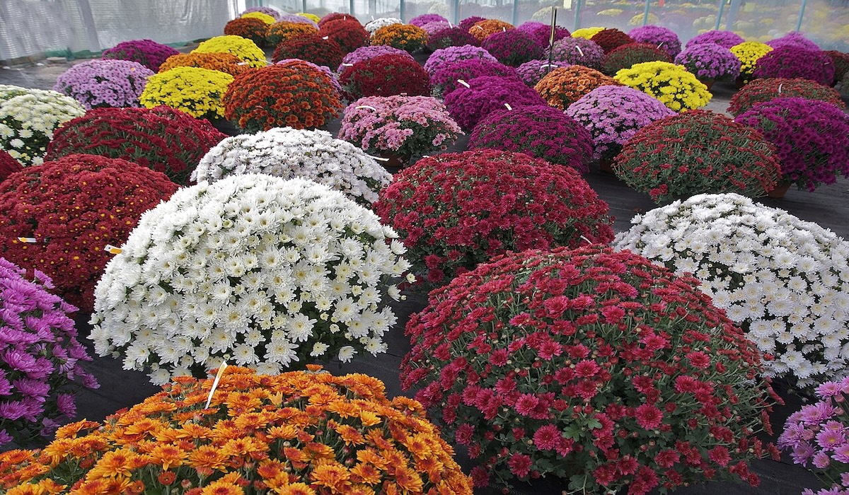 Asia’s First Chrysanthemum Garden