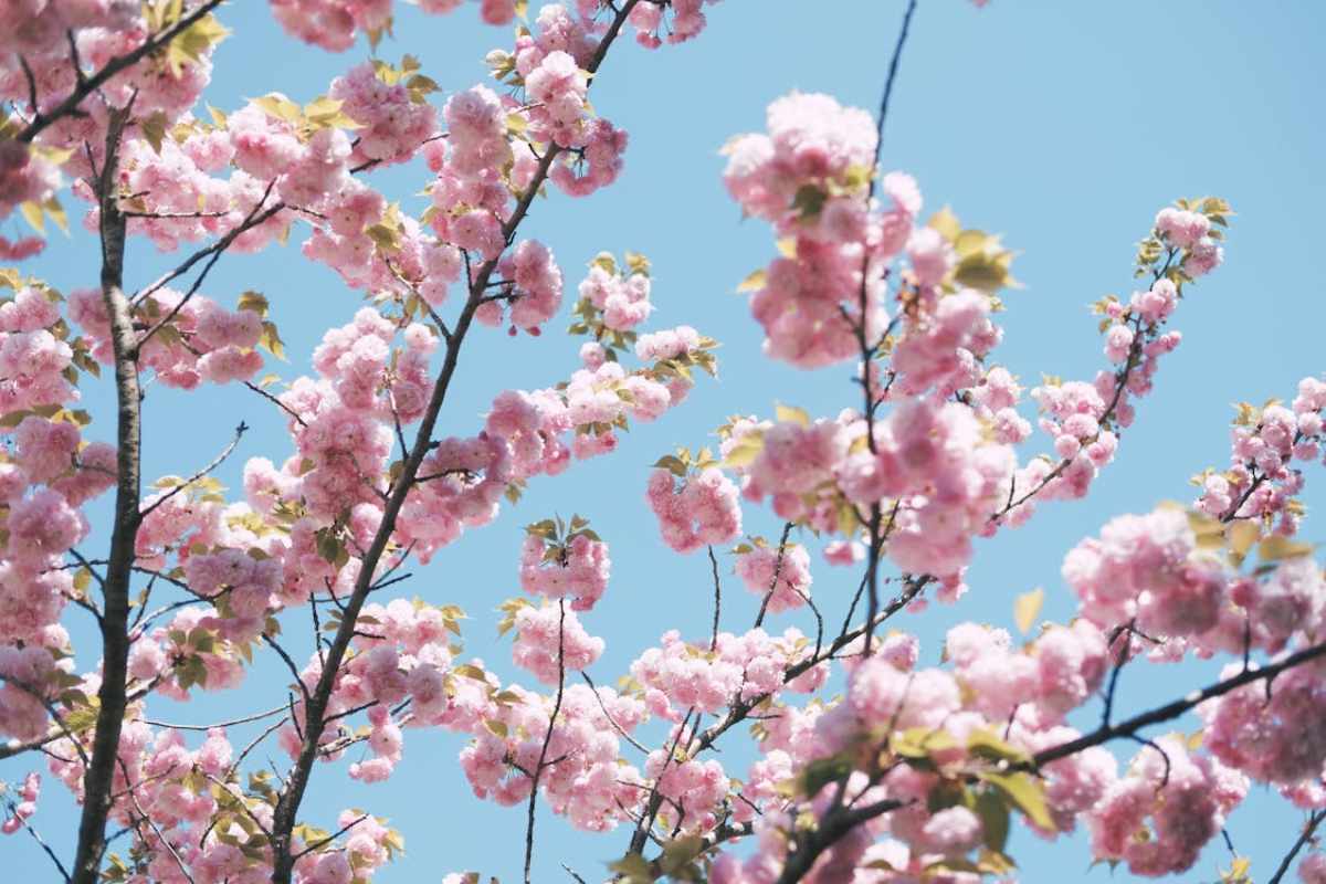 how to reach Shillong for Cherry Blossom Festival