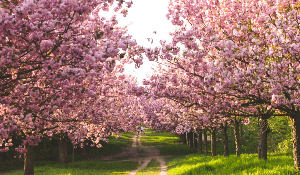 Nagaland Cherry Blossom Season feature image
