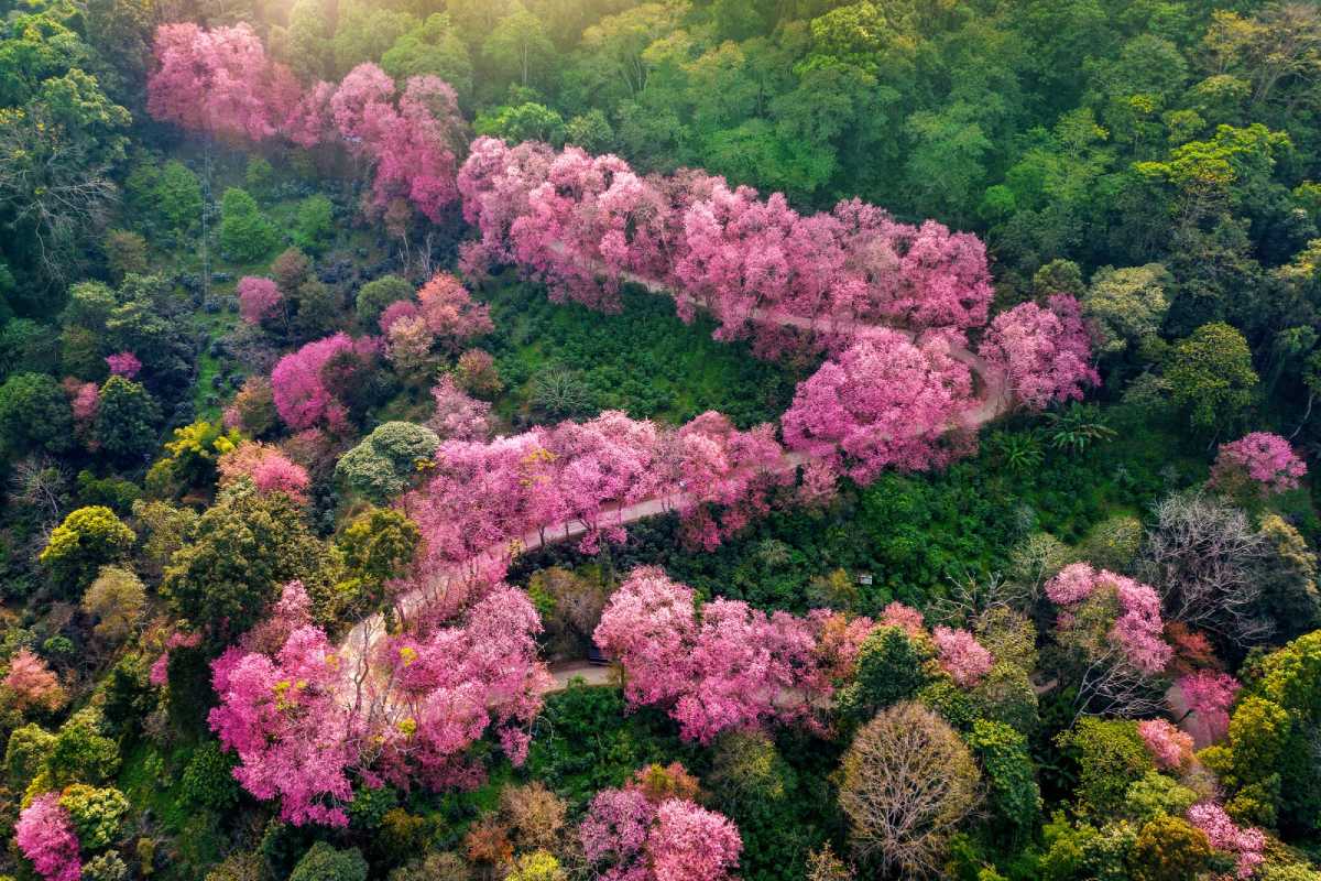 nagaland cherry blossom