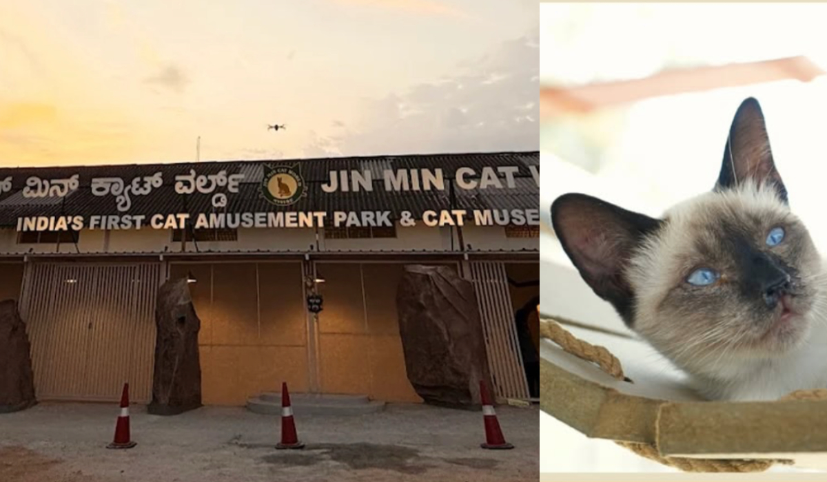 First Cat Museum