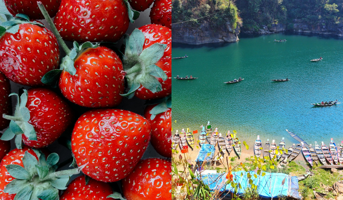 Strawberry Festival