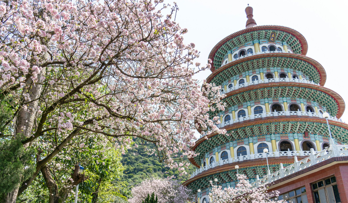 Taiwan Cherry Blossom Season 2026