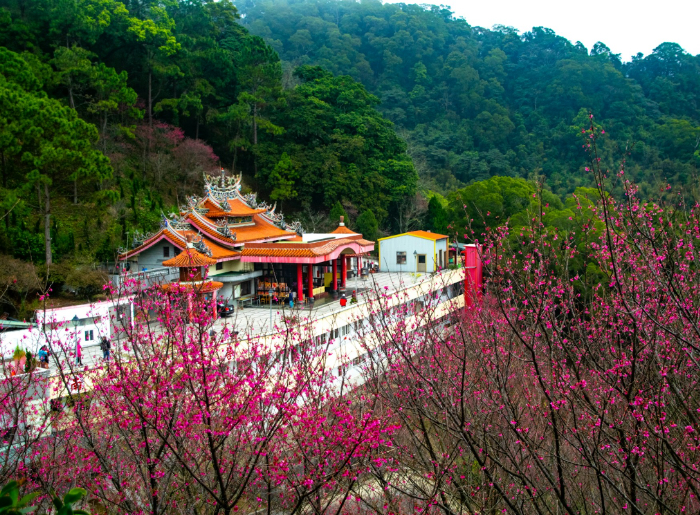 Taiwan Cherry Blossom Season 2026