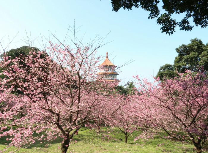 Taiwan Cherry Blossom Season 2026