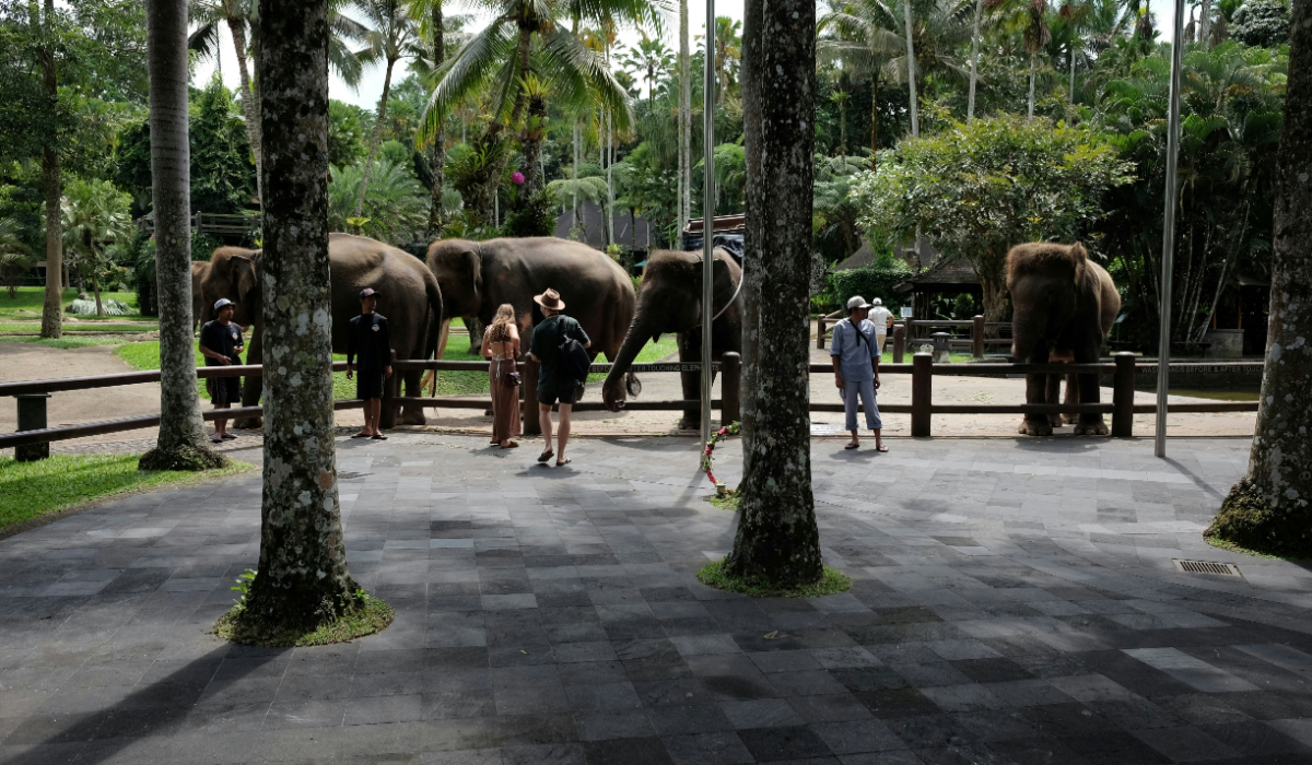 Bans Elephant Rides