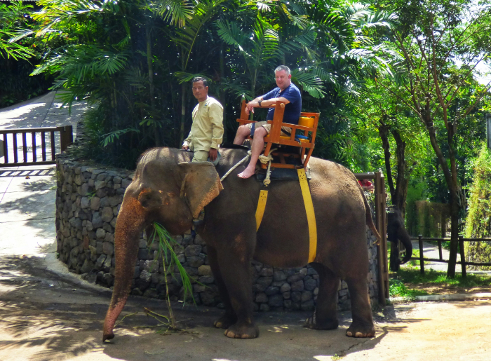 Bans Elephant Rides