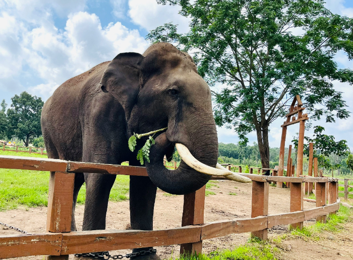 Bans Elephant Rides