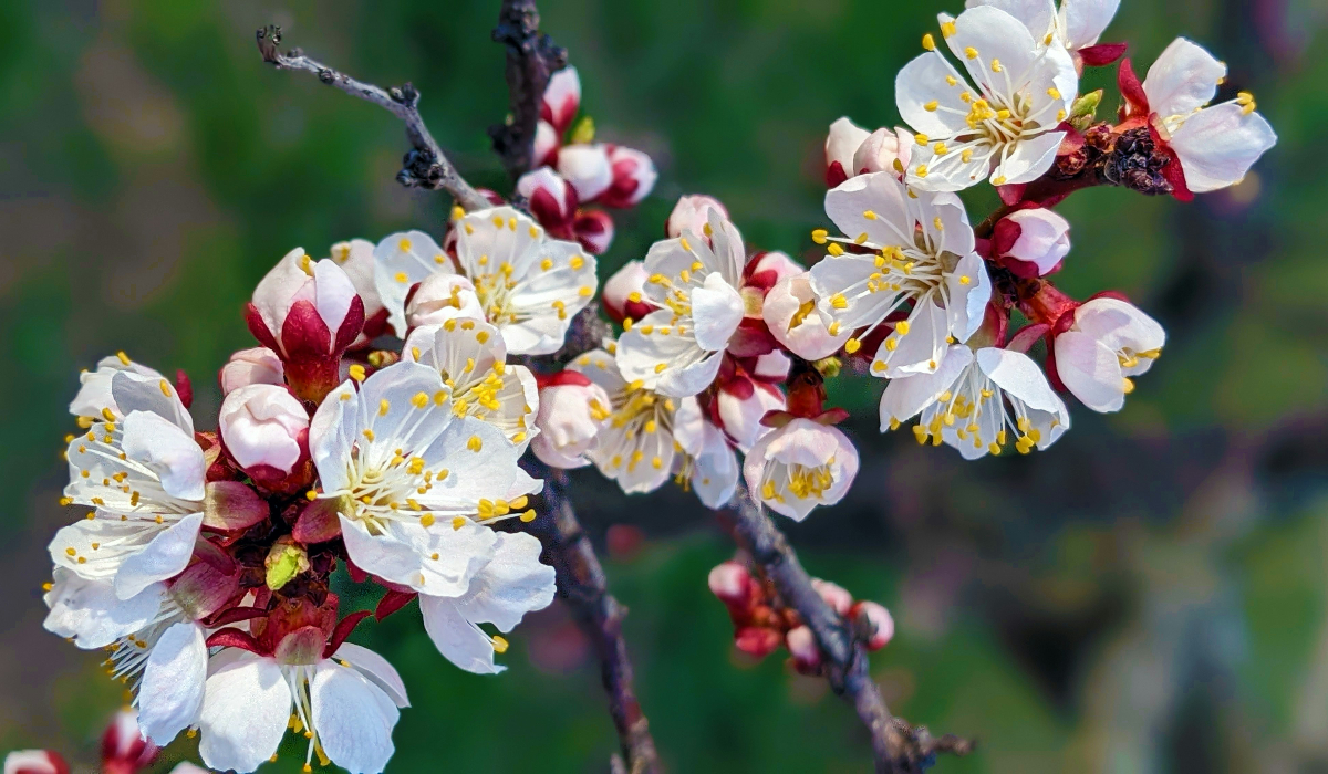 Apricot Blossom Festival 2026