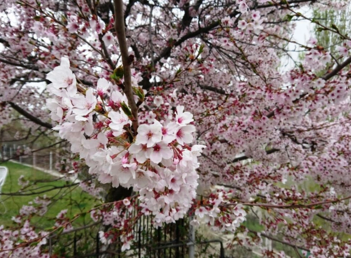 Apricot Blossom Festival 2026