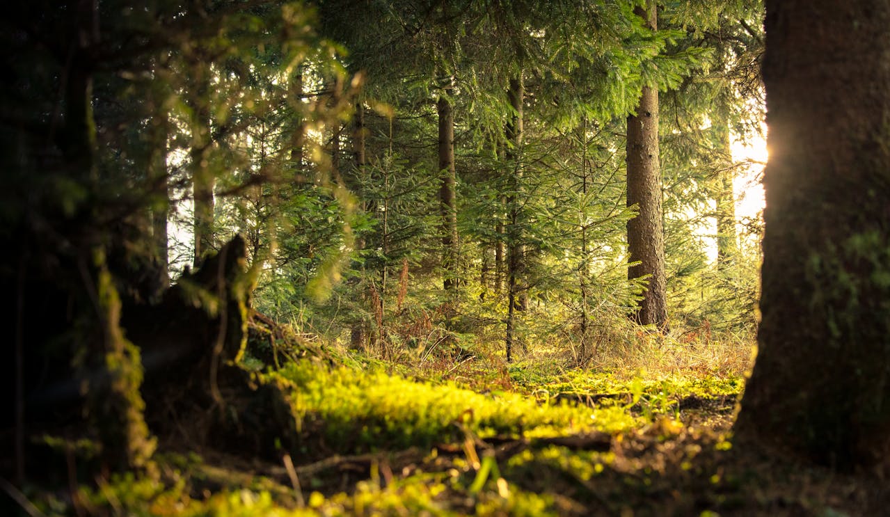 Maharashtra To Plant 300 Crore Trees