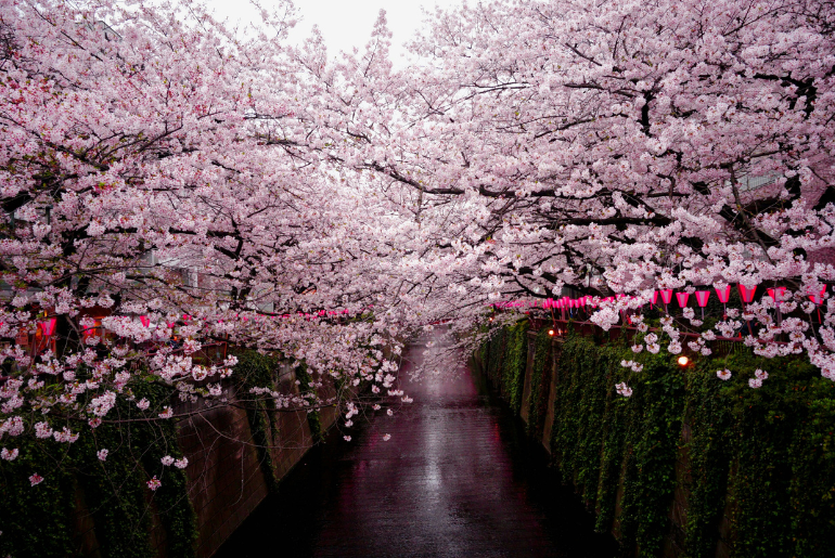 sakura