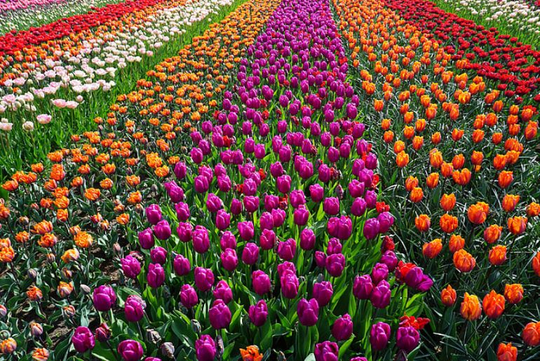 tulip garden