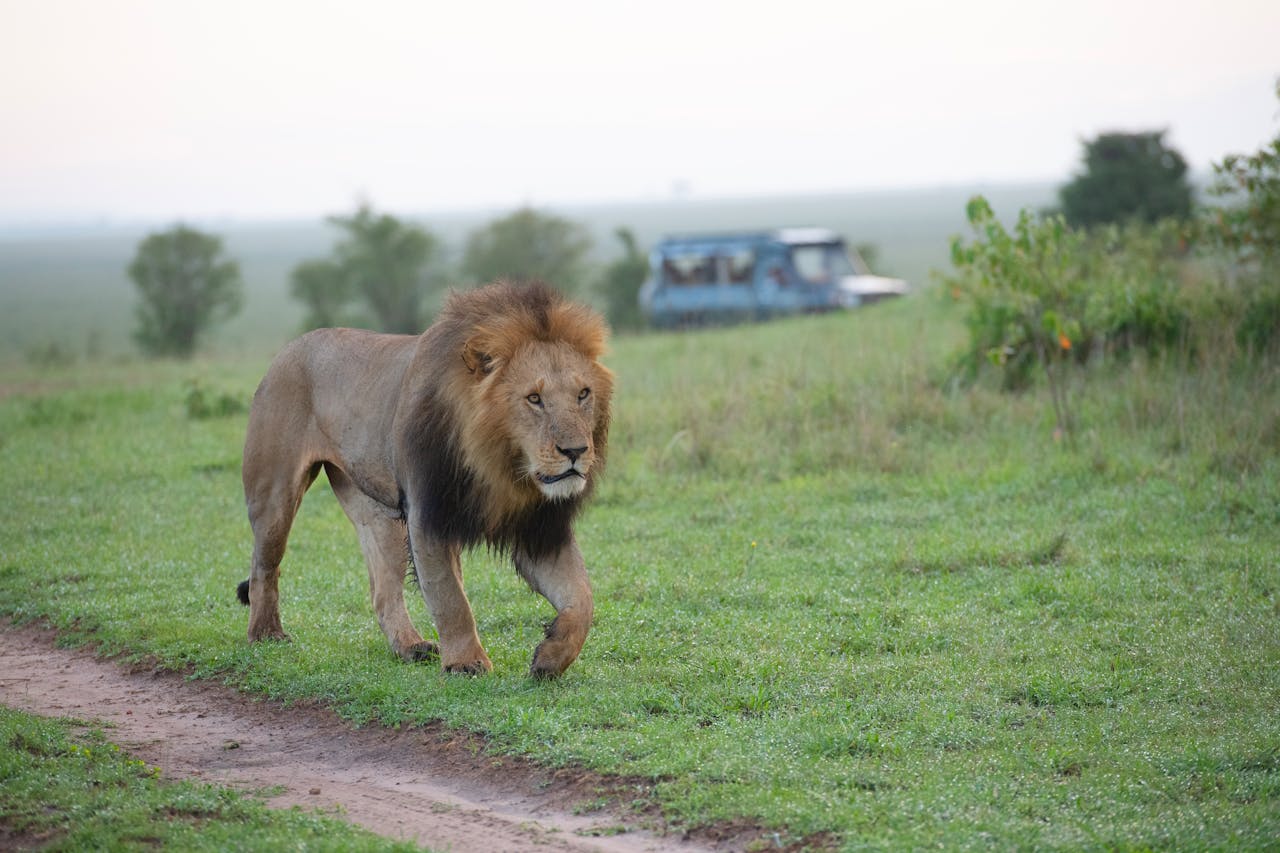 Gir train safari