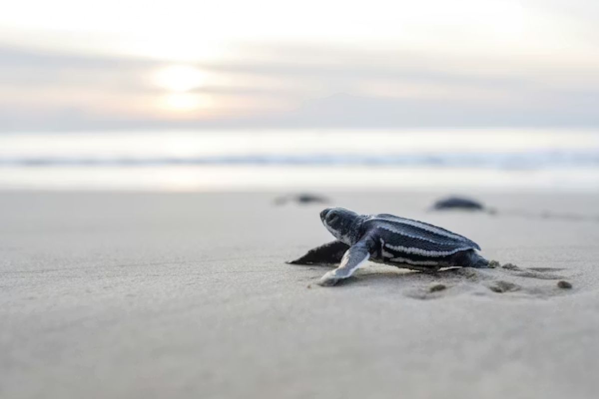 Velas turtle festival