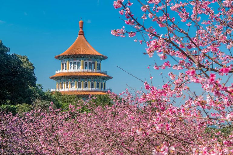 cherry blossom 1
