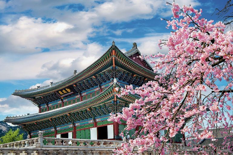 cherry blossom 2