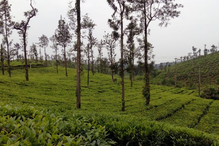 10 Family Summer Holiday Destinations In India 1 coorg