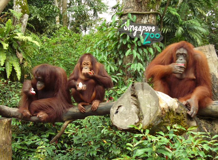 Singapore With Kids: The Ultimate Itinerary For Families From India 4 Singapore with kids family travel guide featuring popular attractions and family-friendly experiences