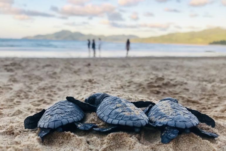 How To Visit Velas Turtle Festival: Booking, Stay Options & Travel Tips 2 turtle festival (1)