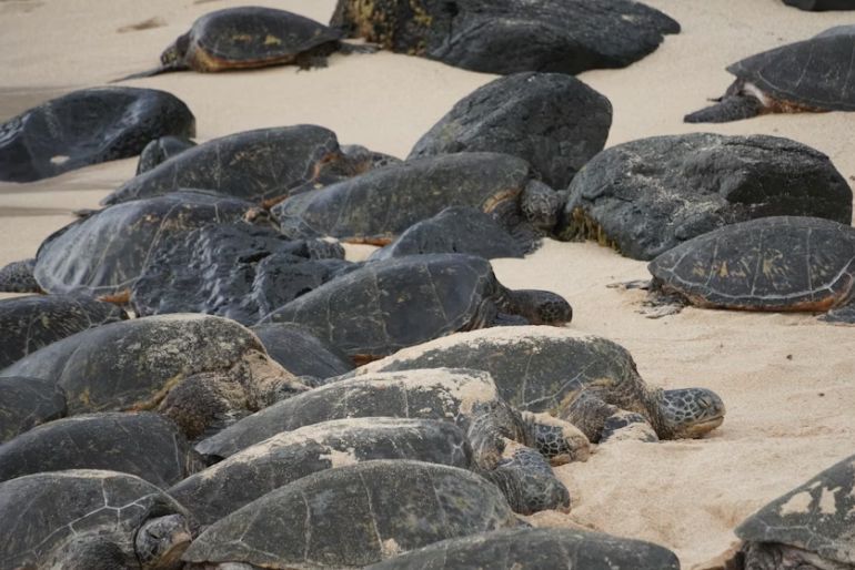How To Visit Velas Turtle Festival: Booking, Stay Options & Travel Tips 1 turtle festival