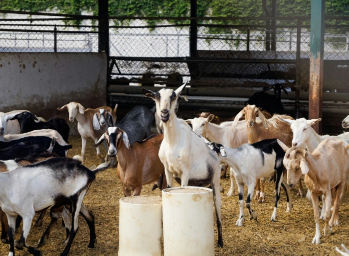 Bakri Eid 2026 Traditions