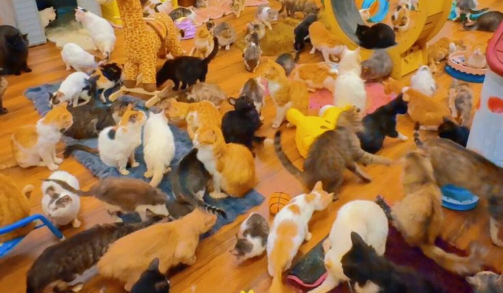 Cat India Expo 2026: A Weekend Every Cat Lover Should Experience 2 Cats 1