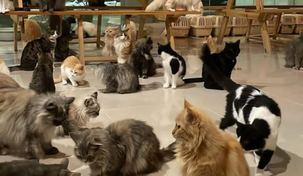 Cat India Expo 2026: A Weekend Every Cat Lover Should Experience 3 Cats 2