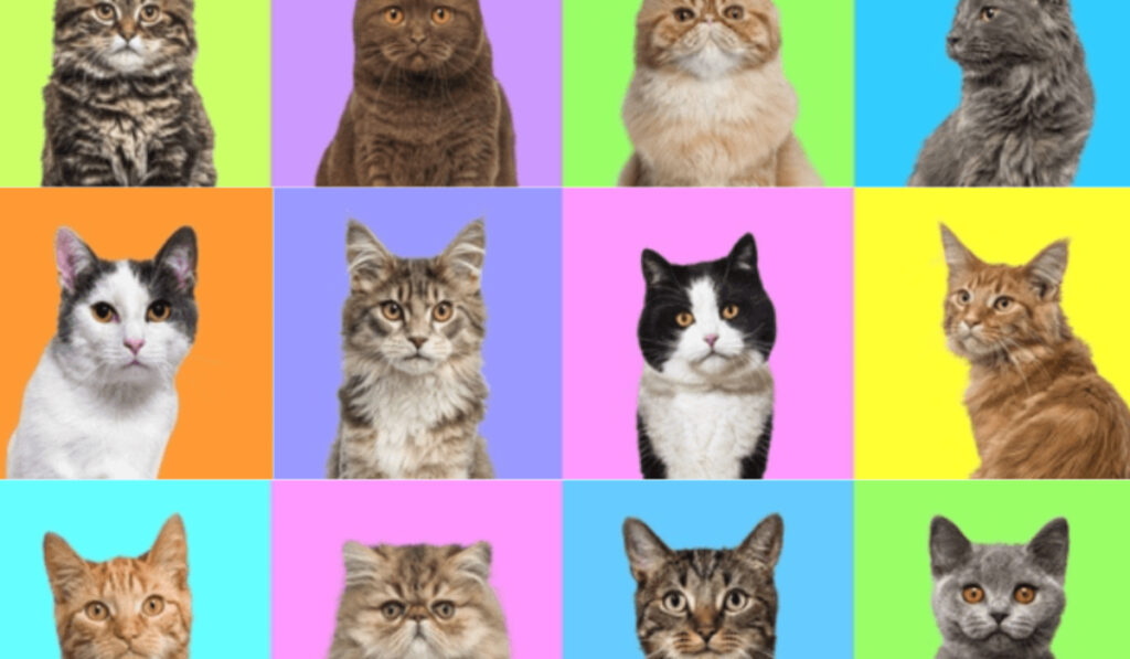 Cat India Expo 2026: A Weekend Every Cat Lover Should Experience 4 Cats 5