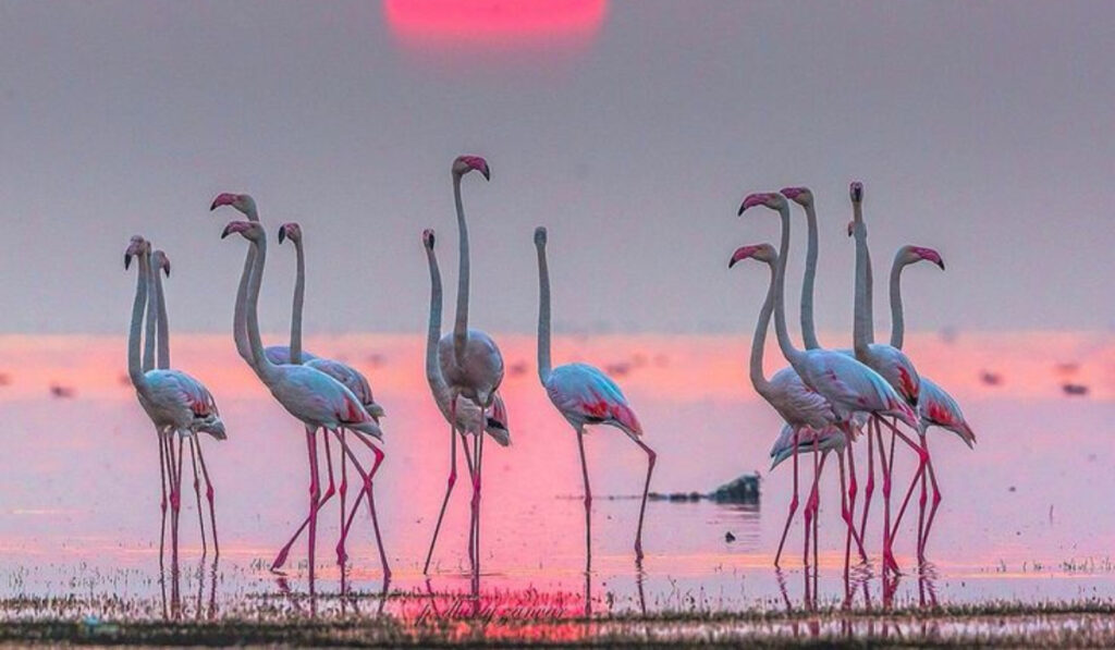 Where To Watch Flamingoes In Mumbai & Navi Mumbai (2026 Complete Guide) 4 Flamingo 3