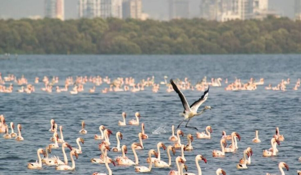 Where To Watch Flamingoes In Mumbai & Navi Mumbai (2026 Complete Guide) 2 Flamingo 4