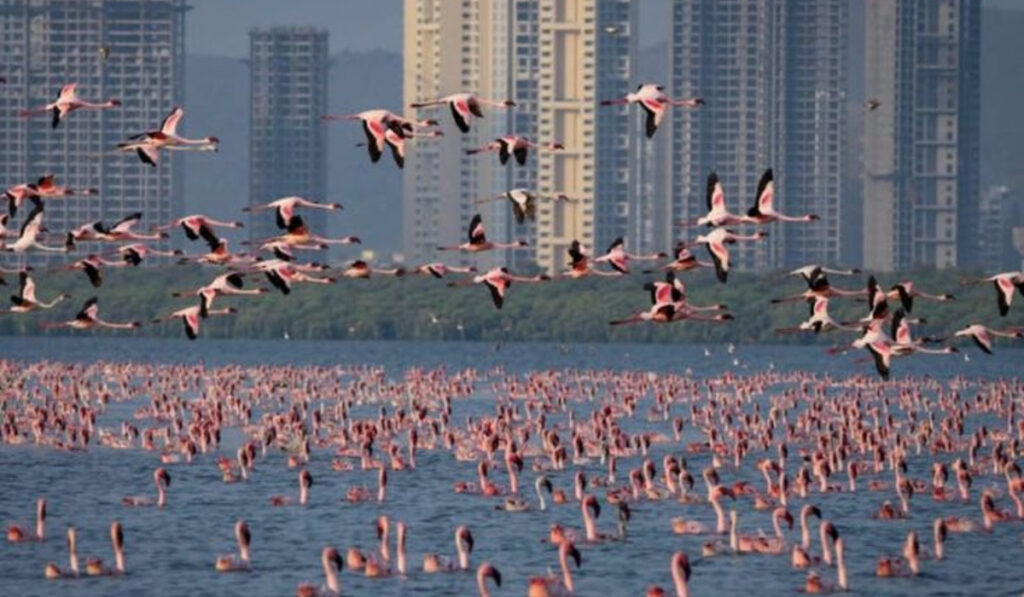 Where To Watch Flamingoes In Mumbai & Navi Mumbai (2026 Complete Guide) 1 Flamingo 5