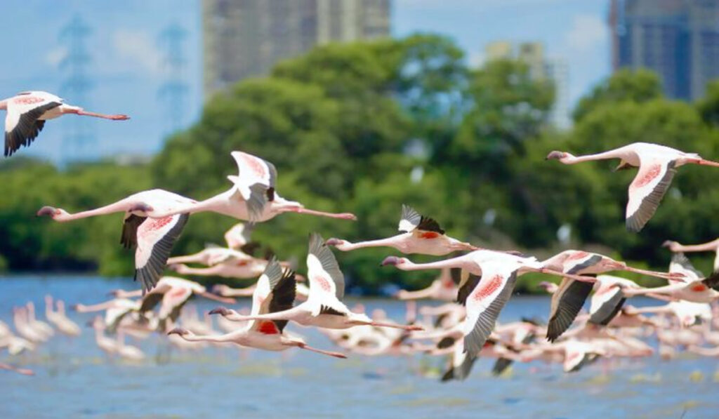 Where To Watch Flamingoes In Mumbai & Navi Mumbai (2026 Complete Guide) 3 Flamingo 6