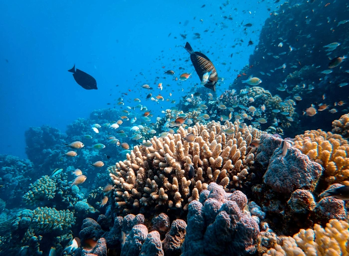 India’s First Underwater Museum In Sindhudurg To Make It Into A Thriving Marine Tourism Destination 1 India’s First Underwater Museum