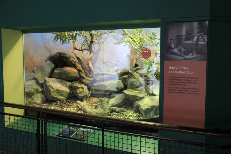 London zoo vet hospital
