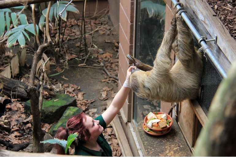 London zoo vet hospital