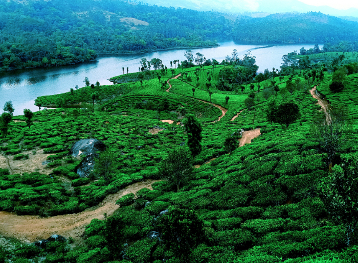 Munnar Plans Tourist Entry Fee To Tackle Waste & Traffic